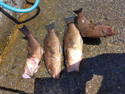 オオモンハタの釣果