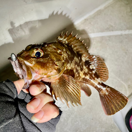 カサゴの釣果