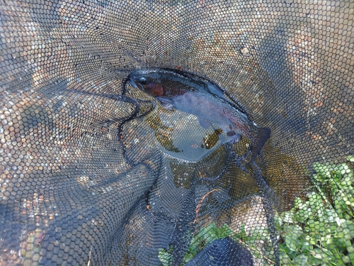 ニジマスの釣果