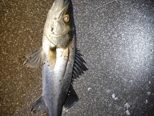 スズキの釣果