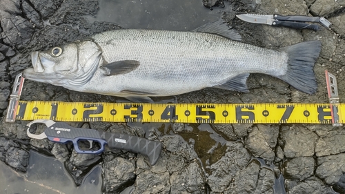 ヒラスズキの釣果