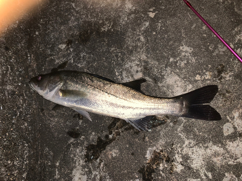 セイゴ（マルスズキ）の釣果