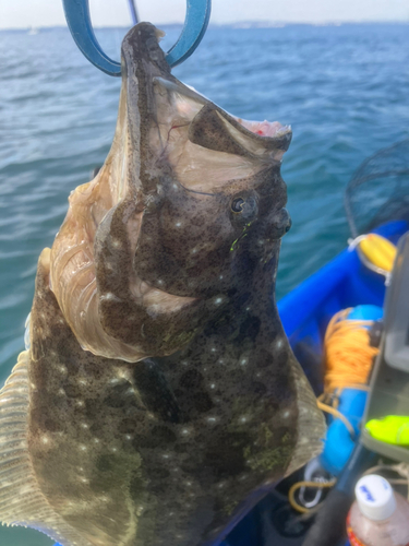 ヒラメの釣果