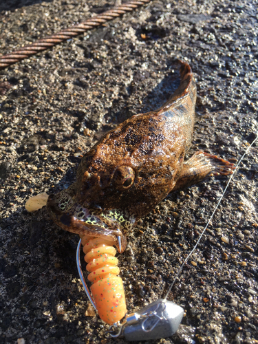 カジカの釣果