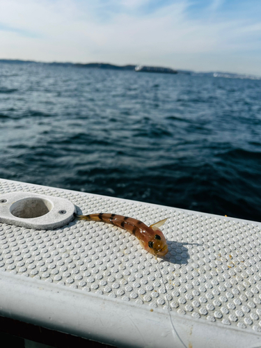 カワハギの釣果