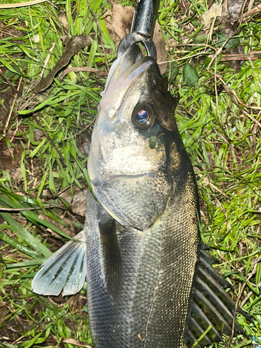 フッコ（マルスズキ）の釣果