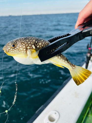 フグの釣果