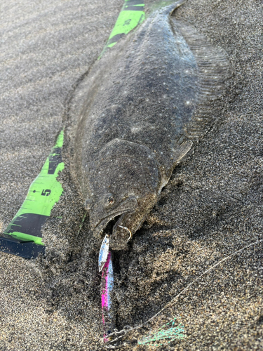 ヒラメの釣果