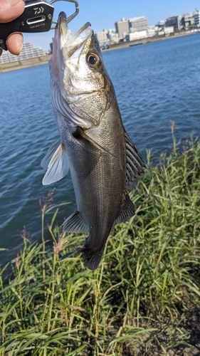 スズキの釣果