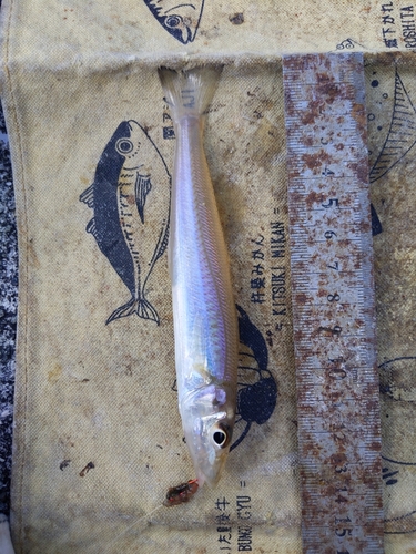 キスの釣果