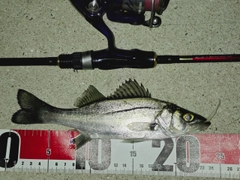 セイゴ（マルスズキ）の釣果