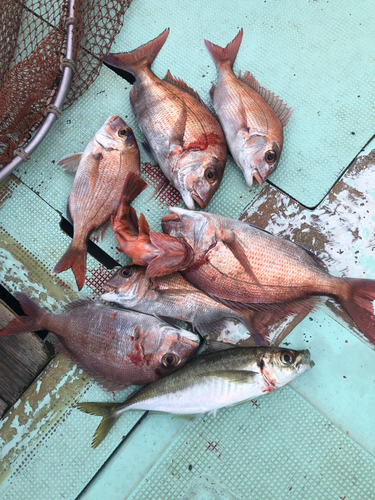 マダイの釣果