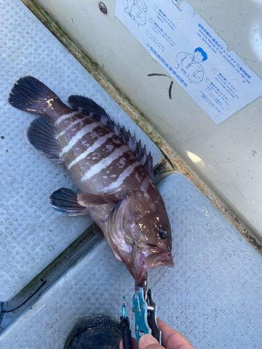 マハタの釣果