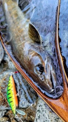 ニッコウイワナの釣果