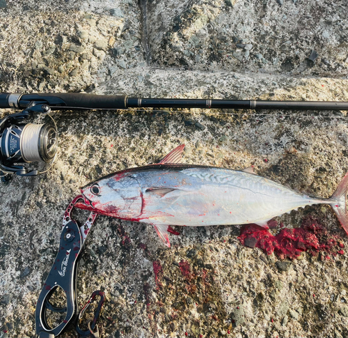 カツオの釣果