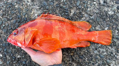 アカハタの釣果