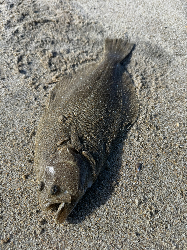 ソゲの釣果