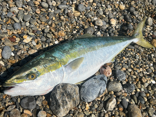 ブリの釣果