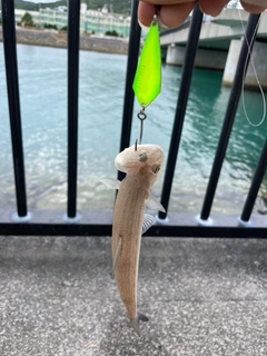 コソデエソの釣果