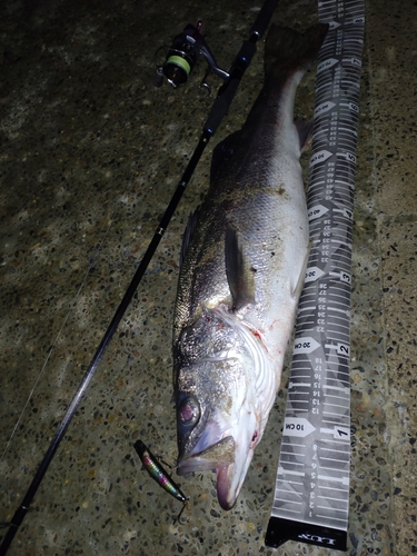 シーバスの釣果