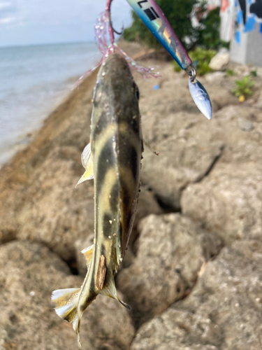 コトヒキの釣果