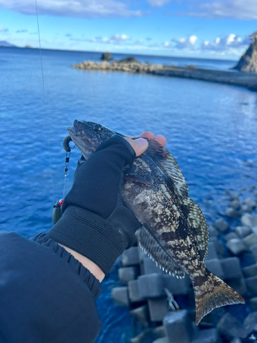 アイナメの釣果