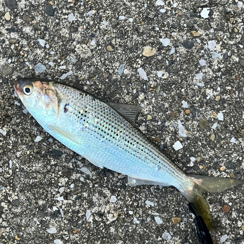 コノシロの釣果