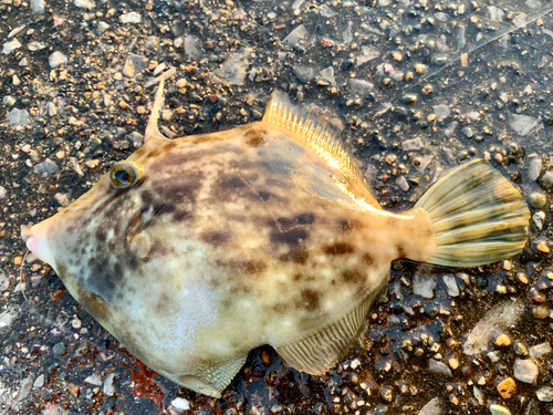 カワハギの釣果