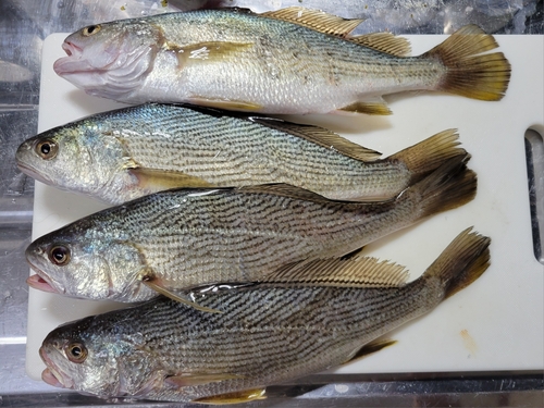 イシモチの釣果