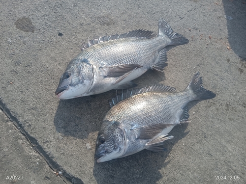 クロダイの釣果