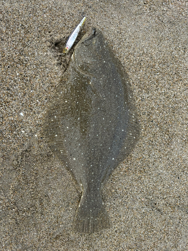 ヒラメの釣果