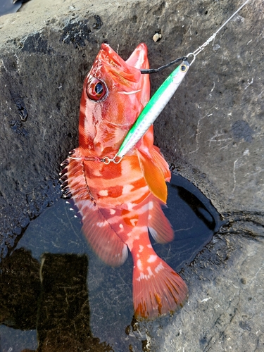 アカハタの釣果