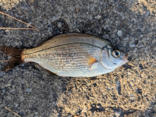 ウミタナゴの釣果