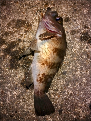 メバルの釣果