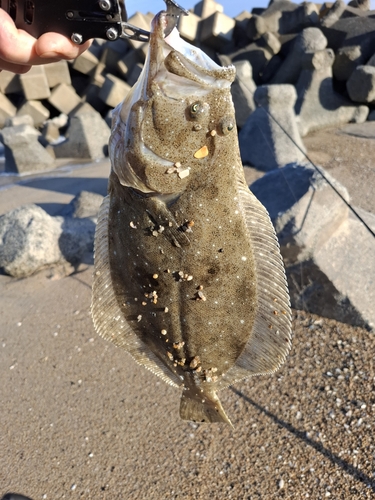 ヒラメの釣果