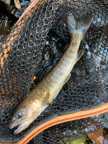 ニッコウイワナの釣果