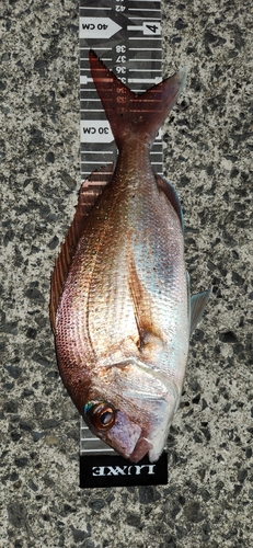 マダイの釣果