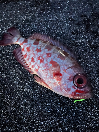 ゴマヒレキントキの釣果