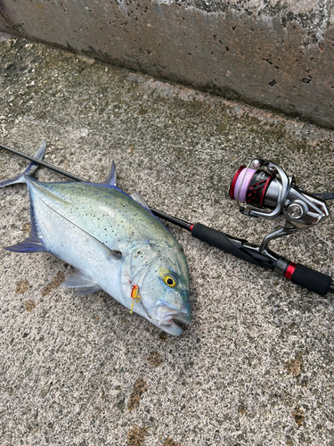 カスミアジの釣果