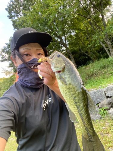 ブラックバスの釣果