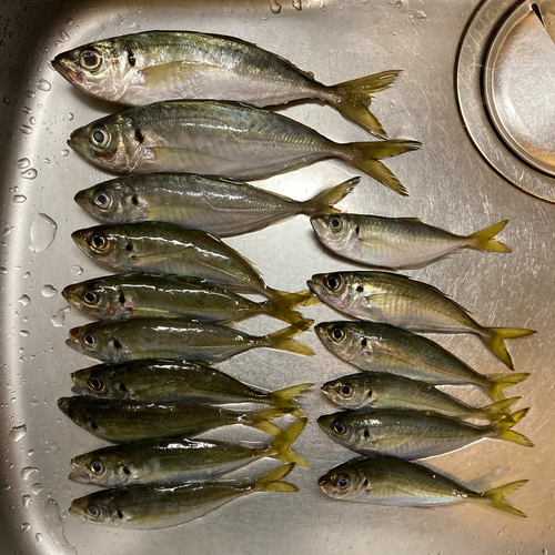 アジの釣果