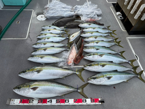 ブリの釣果