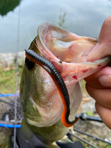 ブラックバスの釣果