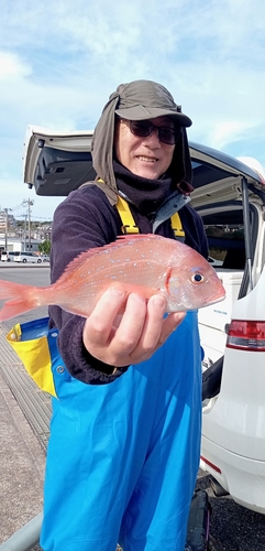 ハナダイの釣果