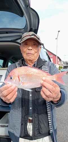 ハナダイの釣果