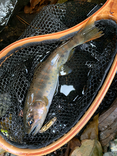 アマゴの釣果