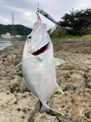 ガーラの釣果