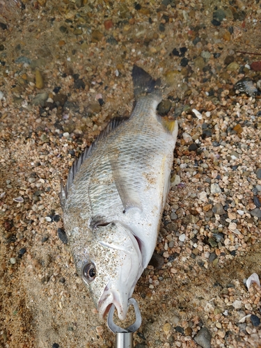 キチヌの釣果