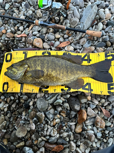 スモールマウスバスの釣果