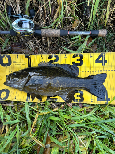 スモールマウスバスの釣果